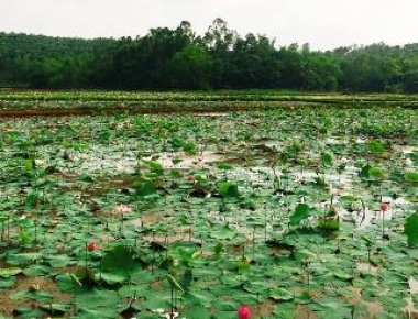 Top 5 Chợ Bán Ngó Sen Tươi, Sơ Chế, và Ngó Sen Chua Giá Tốt Tại TP. Hồ Chí Minh