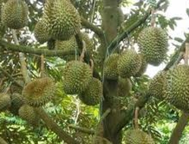 Phân biệt các loại sầu riêng: Ri6, Thái và Musang King