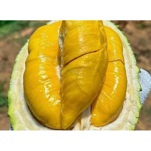 Sầu riêng Musang King